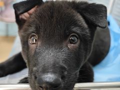 -瑞派·关忠动物医院·猫专科·犬专科(三环新城店)