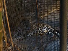 -清迈夜间动物园