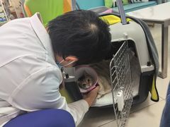-北京观赏动物医院·24小时大型综合·猫专科·异宠专科