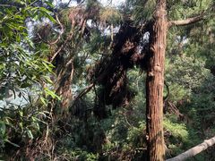 -东天目山风景区