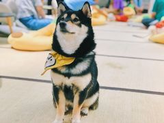 -逗柴咖啡屋·狗咖猫咖宠物桌游