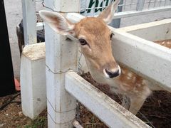 -清迈夜间动物园