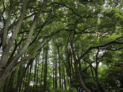 -上海醉白池公园