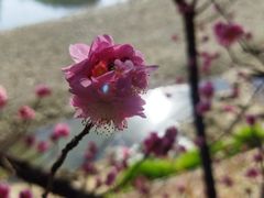 -望江楼公园
