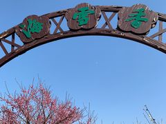 -香雪海