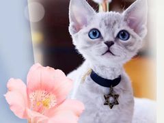 -十年猫舍·猫咪专门店(普陀店)