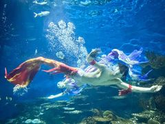 -海合安武汉极地海洋公园