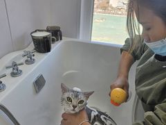 -爱洗澡的猫(望京店)
