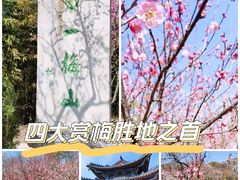 -梅花山(明孝陵内)
