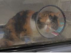 -瑞鹏瑞爱宠物医院·全科·猫科·血液透析中心(龙头寺店)