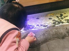 -九田家黑牛烤肉料理(太阳城店)