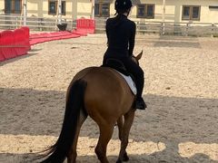 -北京群众马术培训基地