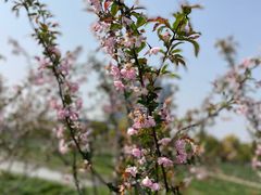 -春花秋色城市公园