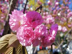 -高东镇樱花园