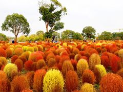 -花开海上生态园