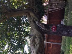 -瑞丽独树成林风景区