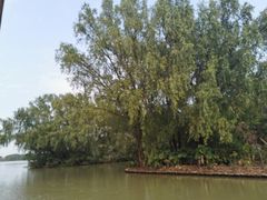 -大湾区中央湿地公园