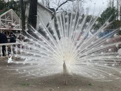 -J Create城市露营咖啡·简餐·宠物(上海动物园店)