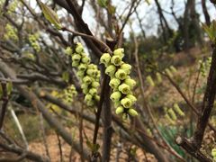 iphone_upload_pic-井之头恩赐公园