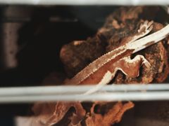 -酷以爬仙阁实体爬宠店·守宫·蜥蜴·专业繁育