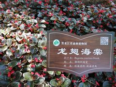 -黑龙江省森林植物园