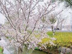 -羊山湖公园