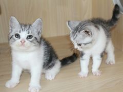 -喵zoo家庭繁育猫舍(尖东智能花园店)