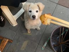 -长药唐师乐山油炸(石人直营店)