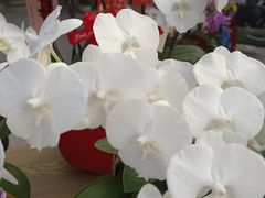 -溪岸路花鸟市场