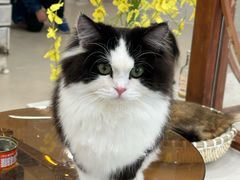 -共舞时光猫咖·狗咖(新街口店)