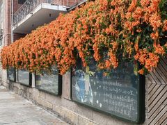 -溪岸路花鸟市场