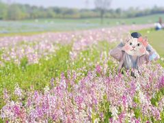 -花开海上生态园