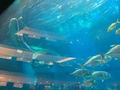 -成都浩海立方海洋公园