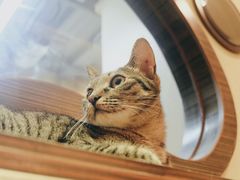 -more than meow吴止猫主题餐厅(承德 中船汇店)