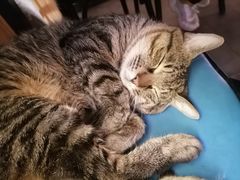 -猫姑娘大盘鸡(商城路店)