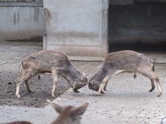 -成都动物园