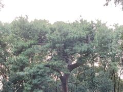 -东湖落雁景区