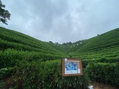 -龙坞茶村