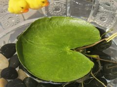 -自如ZSPACE四合院艺术餐厅