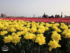 -荷兰花海