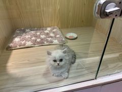 -屋虎猫馆(宝安大仟里店)