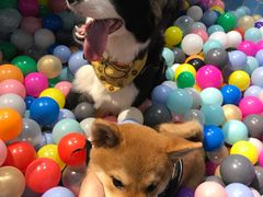 -Goku PET SHOP宠物视觉生活馆(双井店)