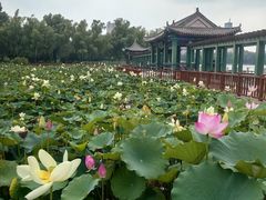 -莲花池公园
