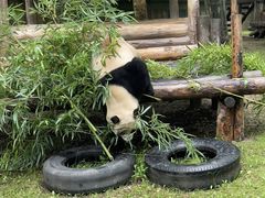 -上海野生动物园