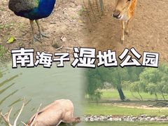 -南海子公园