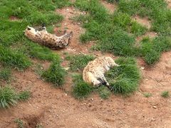 -西霞口神雕山野生动物世界