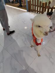 -Moni星球萌宠·小马宝莉·灵蛇·高端高阶全萌宠互动体验俱乐部(红豆国际广场店)