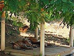 -石家庄市动物园