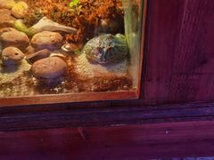 -上海大自然野生昆虫馆(东方明珠·爬宠昆虫探索中心)