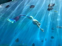 -瑞德姆美人鱼海底演艺主题餐厅(亚龙湾店)